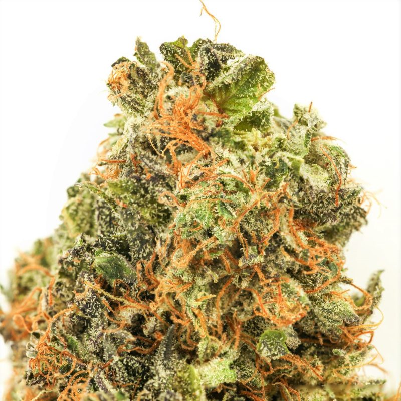 Greasy Pink - By East Coast Collective *AAAA Super Quad* - Image 4