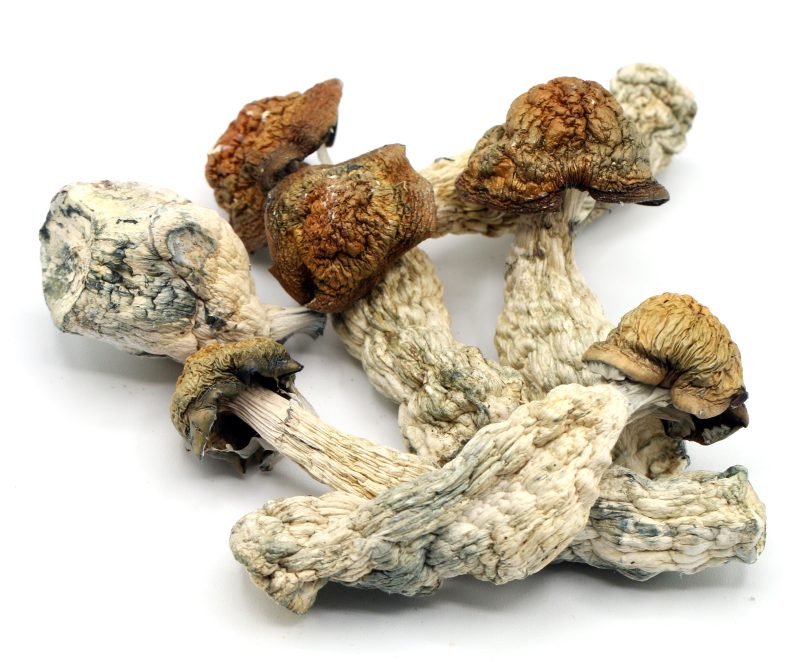 Magic Mushrooms *Makilla Gorilla Strain* - Image 2