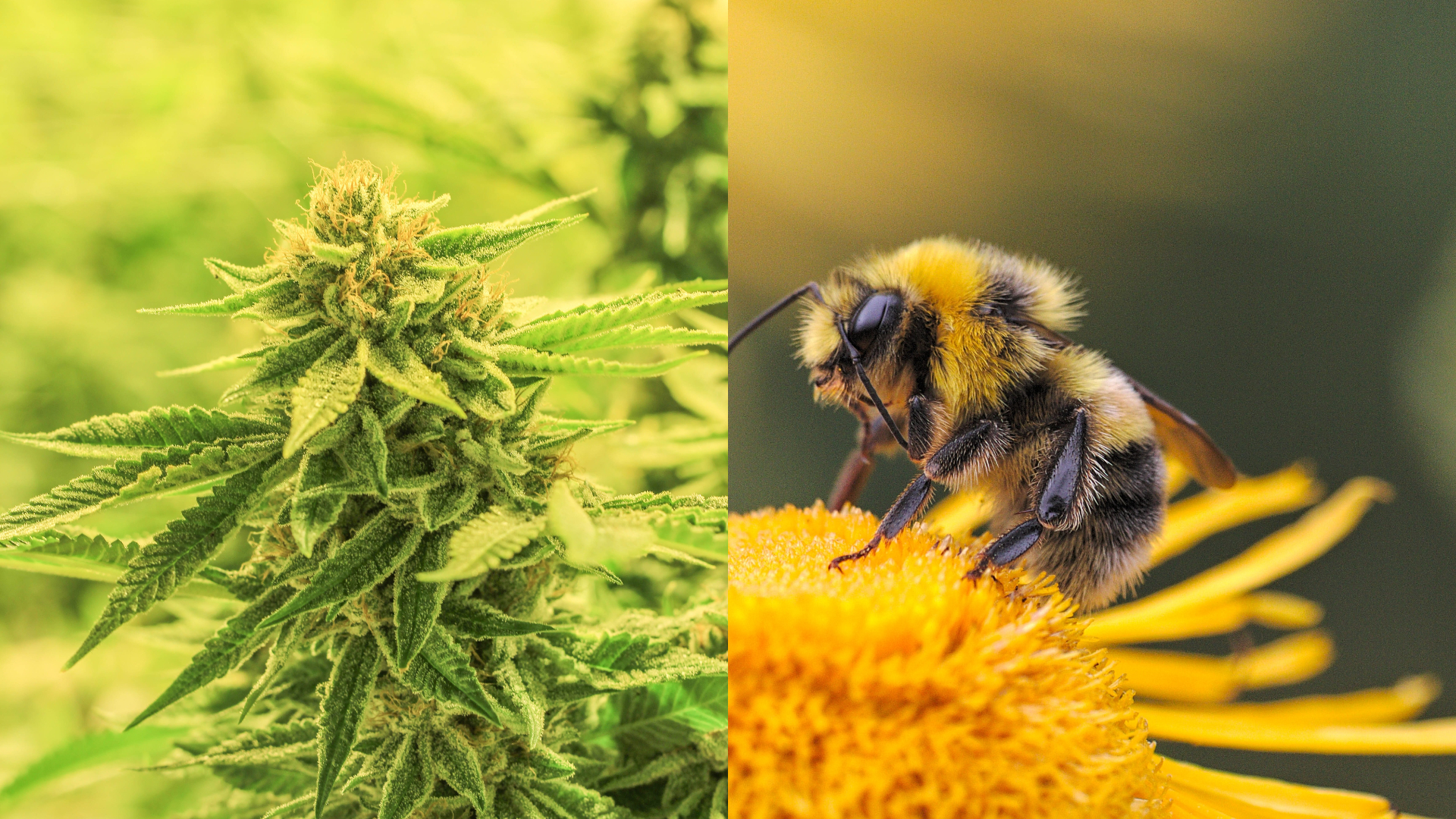 Cannabis and Bees