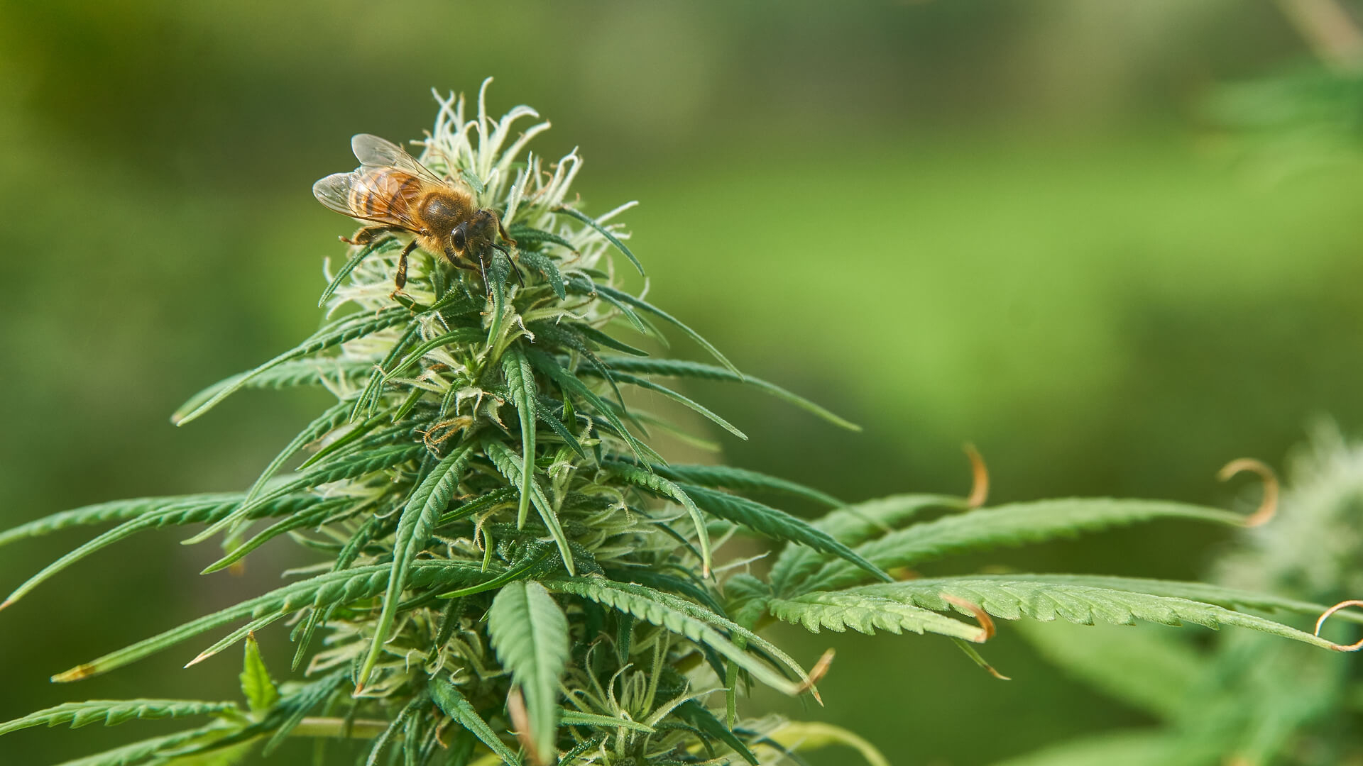 Cannabis and Bees