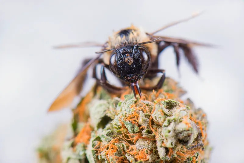 Cannabis and Bees