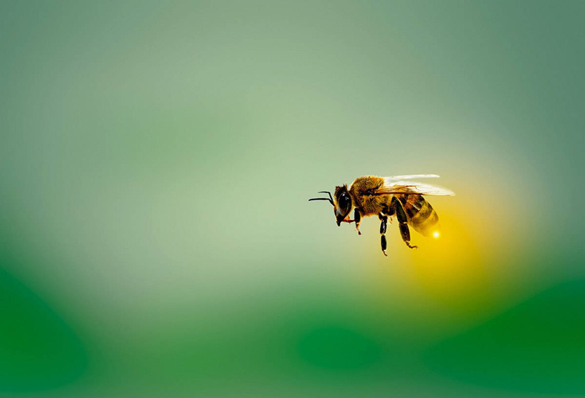 Cannabis and Bees