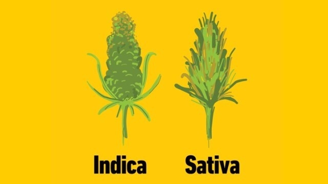 Sativa and Indica