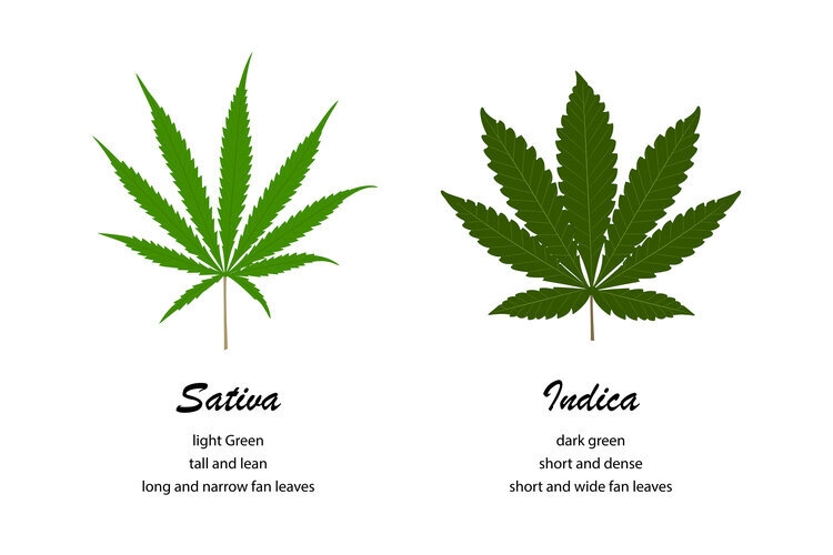 Sativa and Indica