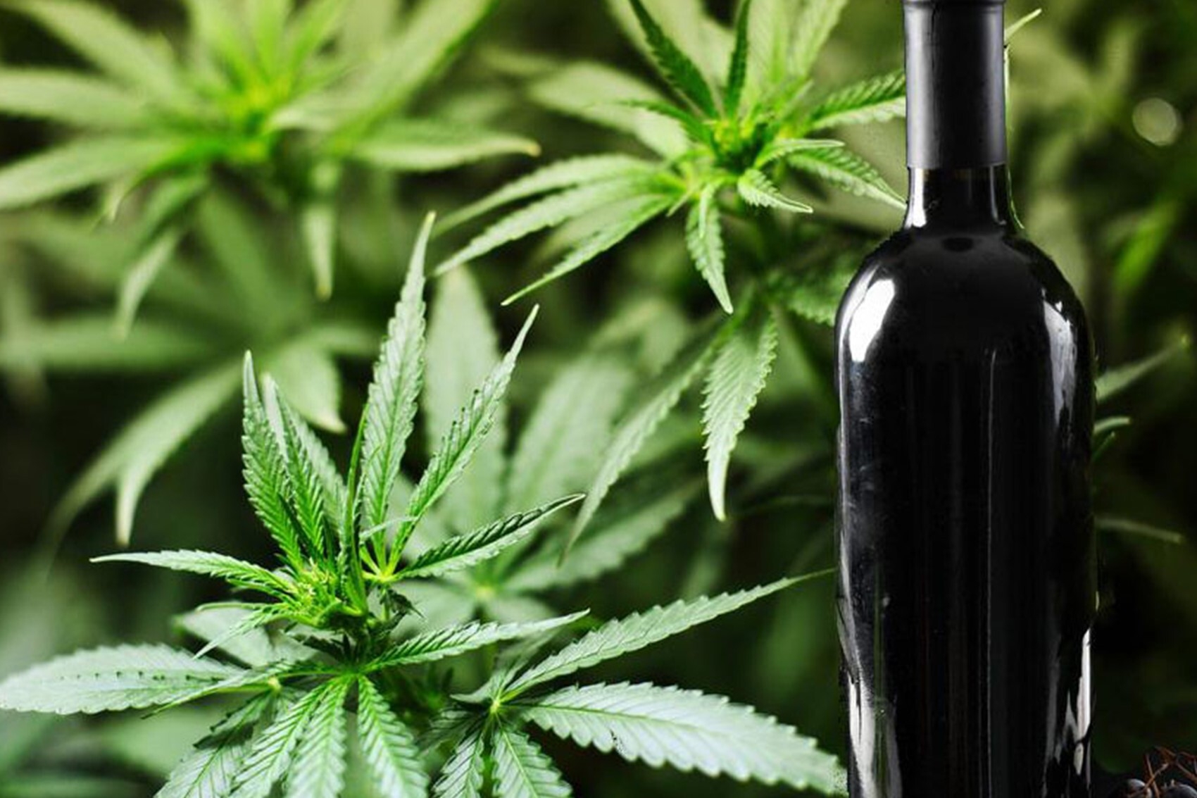 Cannabis Wine