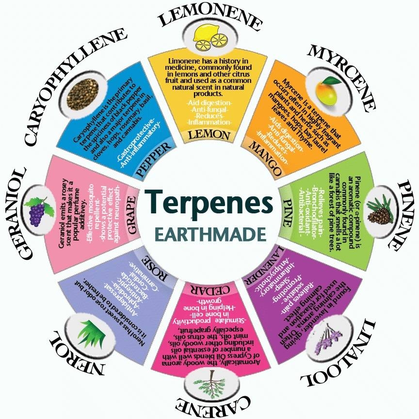 Healthy, What are Cannabis Terpenes