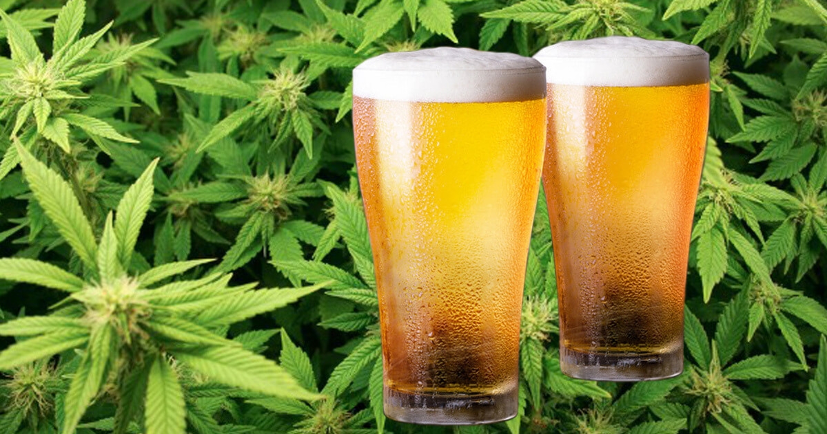 Cannabis and Hops