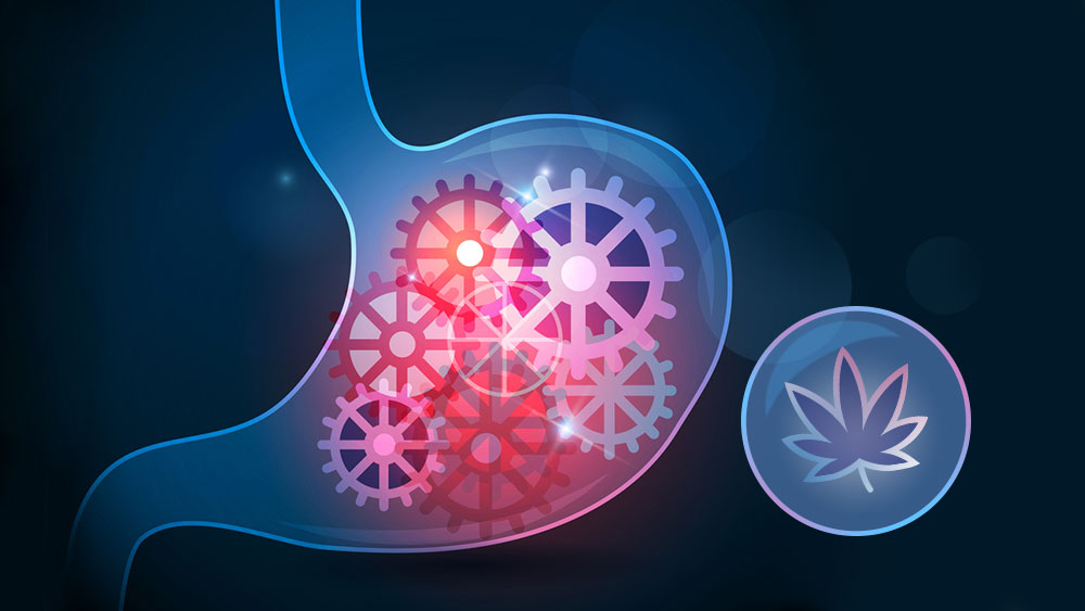 gut and cannabis