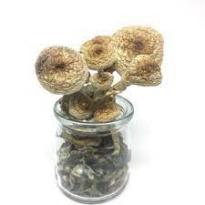 Magic Mushroom