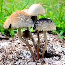 Magic Mushroom