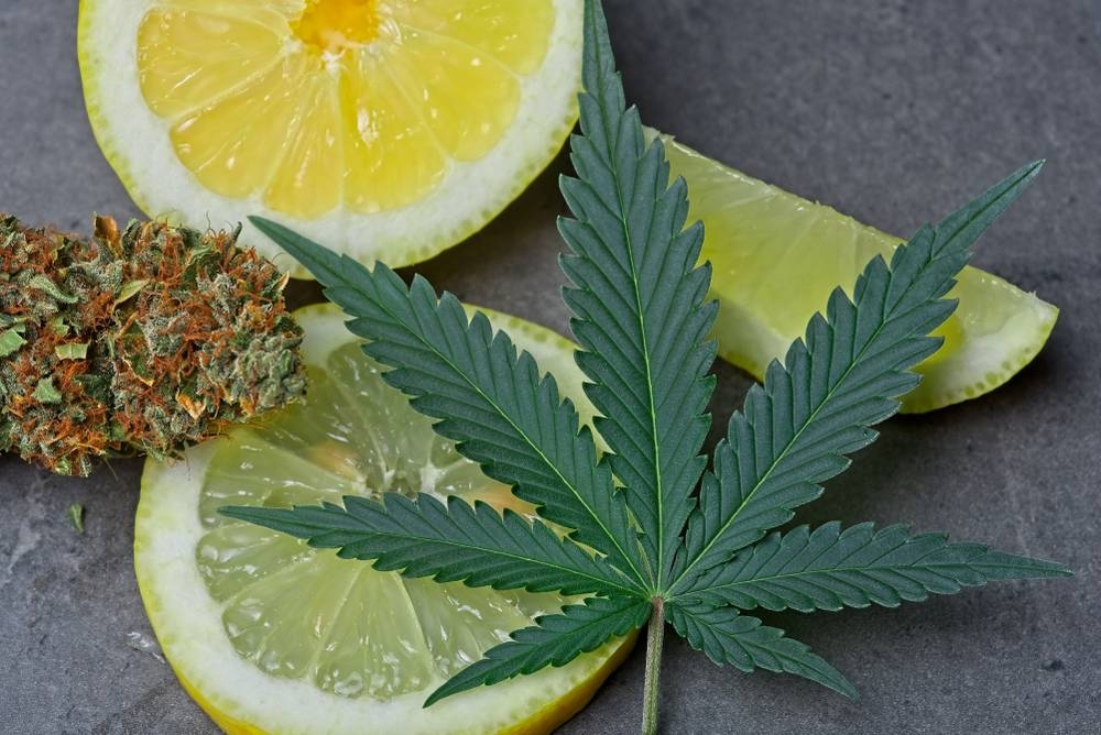 Healthy, What are Cannabis Terpenes