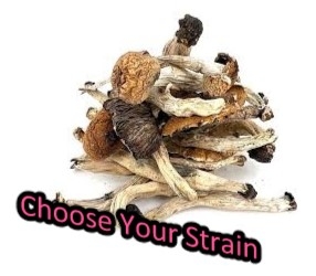 1 oz (28 grams) Psilocybin Shrooms *Special*