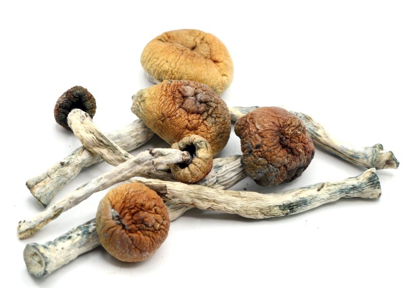 Magic Mushrooms *Gold Member Strain*