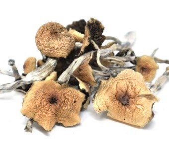 1/4 oz (7 grams) Psilocybin Shrooms *Special*