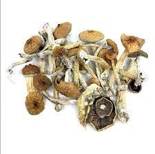 shroompile