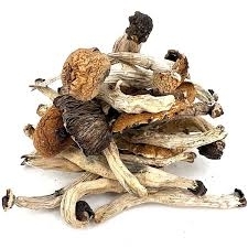 1/2 oz (14 grams) Psilocybin Shrooms *Special*