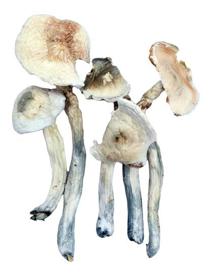 Magic Mushrooms *Albino Treasure Coast*